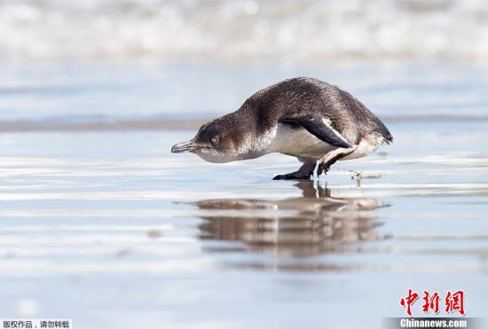 12月8日，在新西兰陶兰加的一个海滩，一群小蓝企鹅被人们放归大海。10月5日，利比里亚货轮“雷纳”号在新西兰北岛东部海域触礁，造成严重漏油事故，这群被油污污染的小蓝企鹅得到人们的救助。