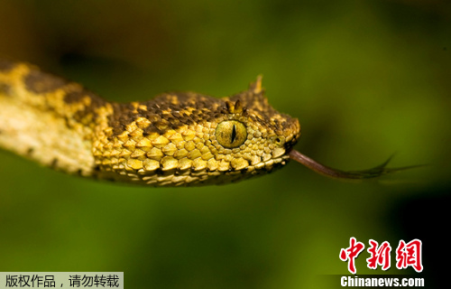 资料图片：非洲坦桑尼亚的丛林中一种体色特殊的新品种毒蛇。