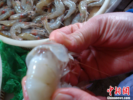 资料图：冻虾。<a target='_blank' href='http://www.chinanews.com/'>中新社</a>发 刘笑 摄