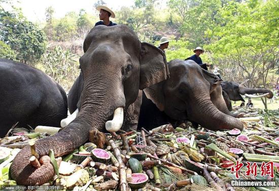 资料图：泰国大象在食用水果和其他食物。这是一年一度的泰国大象日，约70头大象在今天享用大型自助餐来庆祝节日，这个节日的目的是为了提高公众保护大象和大象栖息处的意识，因为最近对大象的数据调查显示泰国大象的数量已经降到了5000头以下了。图片来源：CFP视觉中国