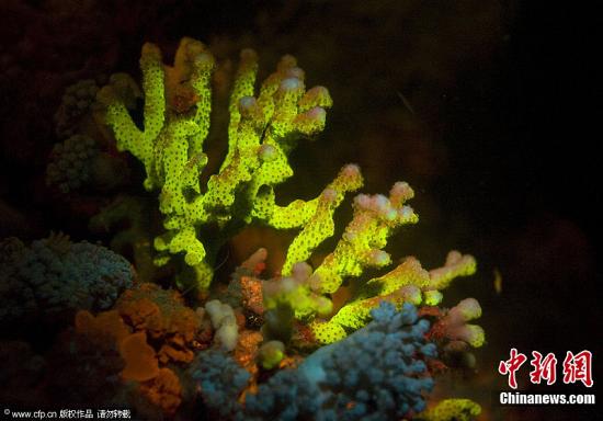 资料图：一株珊瑚。(图片来源：CFP视觉中国) 