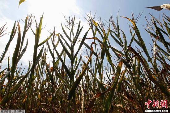 当地时间2012年7月24日，美国印第安纳州奥克兰市，玉米地干旱严重。据悉，美国干旱和炎热影响范围持续扩大，截至目前，美国农业部已将31州1369县确定为受灾区。玉米、大豆等农作物和牧场产量受损严重。