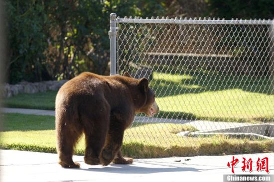 资料图：一只黑熊出现在美国加州的公路旁，之后还进入了市区。最终，野生动物保护工作人员成功制服了这只黑熊。