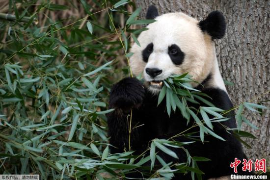 Paws crossed for panda birth at Smithsonian zoo