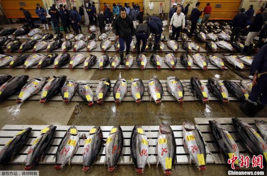资料图：日本东京筑地鱼市出售金枪鱼。