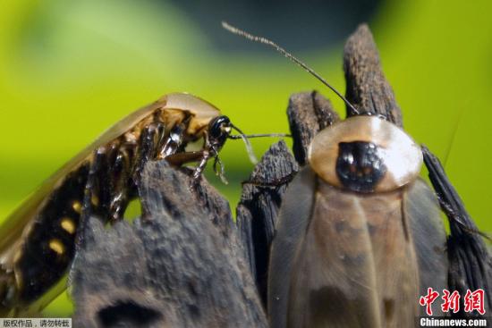 当地时间2月5日，哥伦比亚麦德林Explora公园举行蟑螂展。据悉，蟑螂是地球上最古老的昆虫之一，曾与恐龙生活在同一时代，目前已被发现的种类约有4000多种，它们主要分布在热带、亚热带地区。