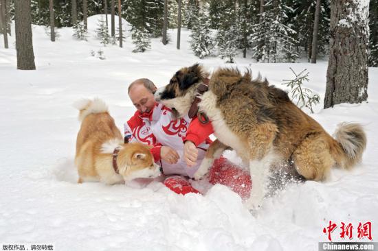 京在莫斯科郊外散步时与一只保加利亚牧羊犬