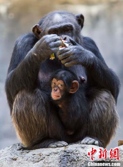 当地时间2013年5月30日，在美国加利福尼亚州洛杉矶，洛杉矶动物园为三只新生的雌性黑猩猩举行媒体预览日。图为小黑猩猩未起名躺在母亲Gracie怀里。中新社发 林戈 摄