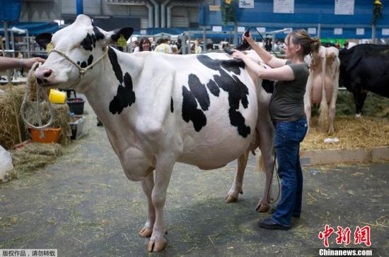 资料图：德国奶牛。