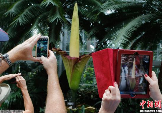 资料图：当地时间2013年7月22日，美国华盛顿，美国国家植物园中的“尸臭花”盛开，吸引众多游客前来参观。“尸臭花”也叫泰坦魔芋花，开出的花朵十分艳丽并散发阵阵腐臭的味道。