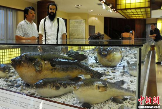 日山口下关举行河豚拍卖 每公斤最高价达2.5万日元
