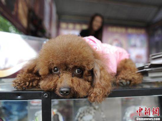 8月19日，在长春市农博会上，宠物狗展区内可爱的小狗萌态可掬，吸引大量市民拍照留念。张瑶 摄
