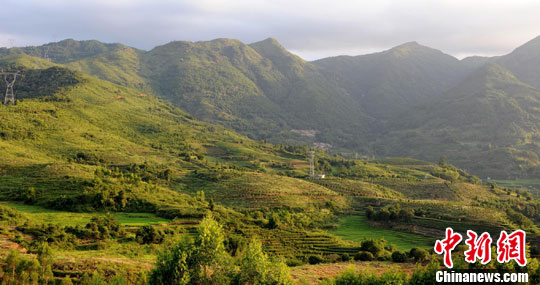 中国油茶种植面积扩大到6550万亩 湖南居首