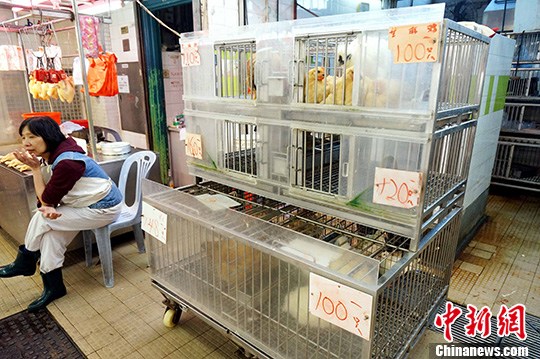 资料图：2013年12月3日，香港一街市售卖活鸡的摊档冷清。 <a target='_blank' href='http://www.chinanews.com/'>中新社</a>发 洪少葵 摄