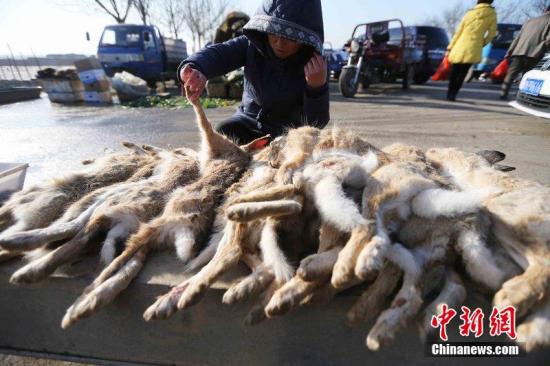 资料图：天津市104国道静海县城附近，家养的大雁和野鸭被摆在一起售卖。田宝希 摄