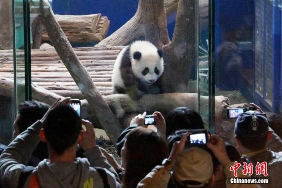 资料图：台北市立动物园大熊猫馆。<a target='_blank' href='http://www.chinanews.com/'>中新社</a>发 图片来源：CNSPHOTO
