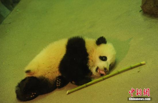 资料图：美国华盛顿国家动物园大熊猫幼仔“宝宝”。中新社发 张蔚然 摄