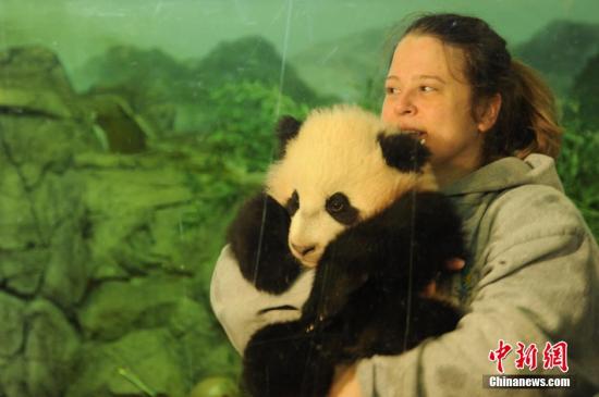 资料图：2014年，美国华盛顿国家动物园大熊猫幼仔“宝宝”首次与公众见面，乘兴而来的美国各地民众差点“挤爆”熊猫馆。中新社发 张蔚然 摄