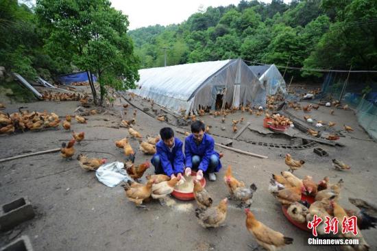 两兄弟每天都会进入养殖基地给土鸡喂食。杨华峰 摄