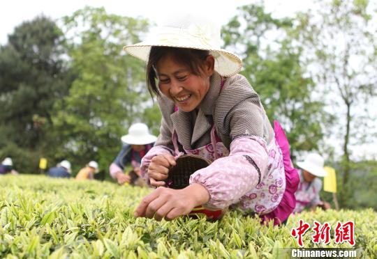 资料图：重庆涪陵区举行留守妇女采茶比赛。周毅 摄