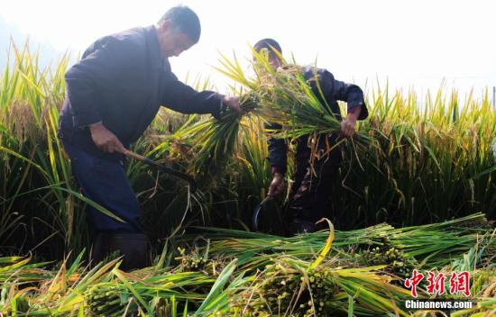Breakthrough sets stage for next-generation high-yield rice