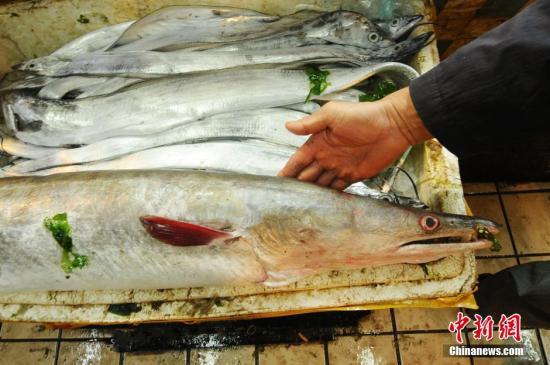 10月27日，一条长1.98米，重45斤的巨型海鳗鱼被摆放到山东省青岛市一家海产品摊档上销售，引起市民围观。据了解，今晨2点左右，胶州渔民在黄海海域捕获到这条巨型海鳗鱼。 <a target='_blank' href='http://www.chinanews.com/'>中新社</a>发 王海滨 摄 图片来源：CNSPHOTO