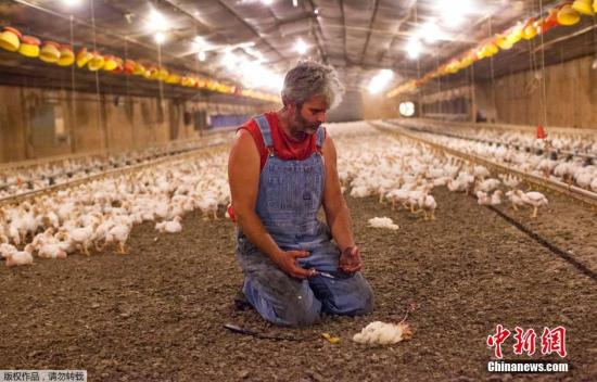 6月11日，养鸡场的农民为防止疫情将自己的鸡安乐死。