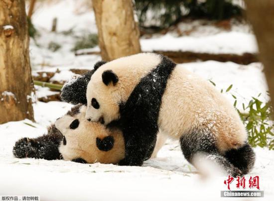 Giant panda family at Washington national zoo to return to China