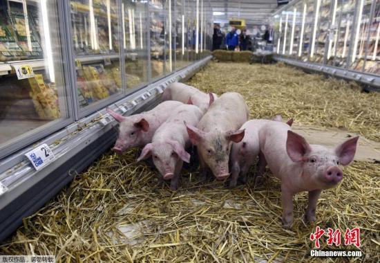 当地时间2015年2月7日，法国雷恩，法国农民公会FDSEA组织示威，将干草与所饲养的猪放置在超市生鲜区，以抗议猪肉价格下跌。