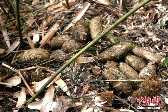 Fecal samples suggest presence of new panda