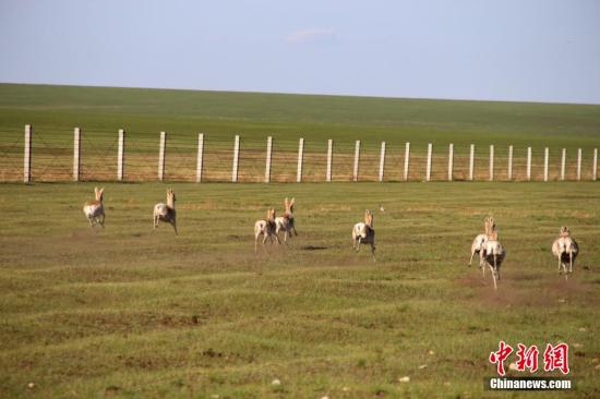 资料图：内蒙古草原上出现的罕见大规模野生黄羊群。/p中新社发 郭鹏杰 摄 图片来源：CNSPHOTO