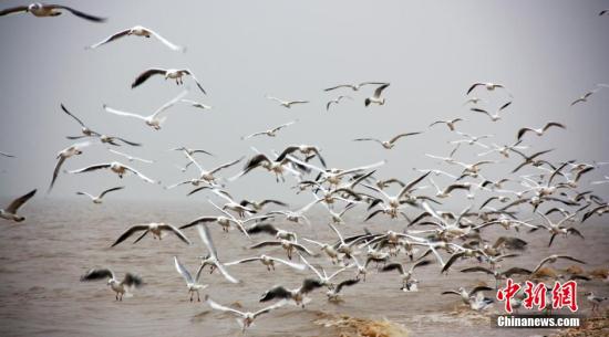 资料图：一群海鸥在渤海岸边飞舞嬉戏。王占军 摄