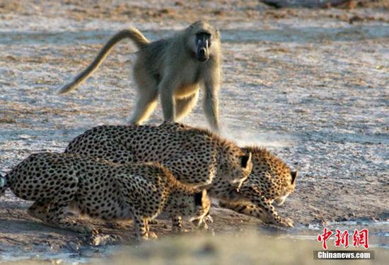 当地时间2015年8月14日，津巴布韦万基国家公园，豹群在水边喝水惹怒狒狒，遭狂追。4只猎豹在靠近水源时遭到狒狒驱赶。其中一只豹子喝水中途被狒狒一路追赶狼狈不堪。图片来源：CFP视觉中国