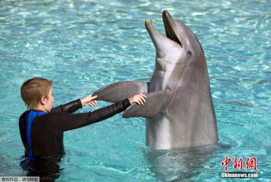 当地时间2015年8月27日，美国加州圣地亚哥，圣地亚哥海洋世界邀请当地儿童医院的病患和员工与海豚互动。