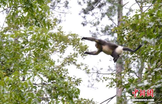 滇金丝猴全境保护网络成立