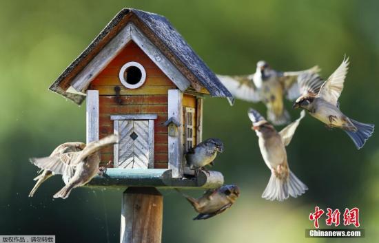 母麻雀若“劈腿”或遭公麻雀报复：减少给雏鸟喂食
