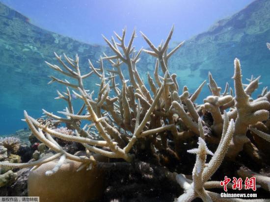 资料图：2016年3月1日，位于澳大利亚昆士兰蜥蜴岛的研究站发布了大堡礁珊瑚加速白化的照片。据该研究站负责人称，所谓“白化”是由于气候变暖，给珊瑚虫提供营养的海藻死亡，而造成珊瑚群失去色彩而变白的现象。