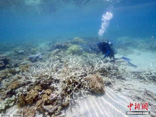厄尔尼诺带来海水升温 海洋保护区成珊瑚“坟场” 