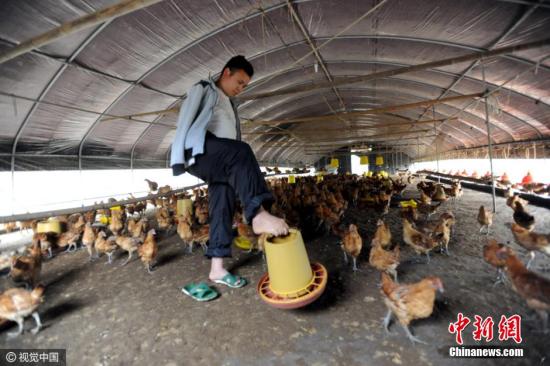 资料图：养鸡场。图片来源：视觉中国
