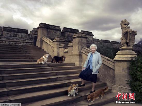 2016年4月21日消息，为了庆祝英国女王伊丽莎白二世将迎来90岁生日，路透发布一组女王的生活照。伊丽莎白女王在花园与四条爱犬合影。