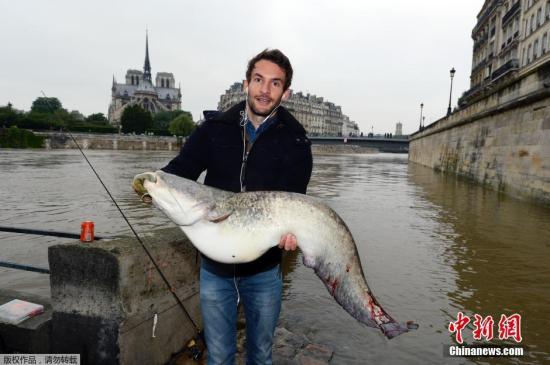 当地时间6月2日，一名巴黎市民来到塞纳河边，暴涨的河水并没有破坏他垂钓的好兴致，反倒帮他钓上来一条大鱼。
