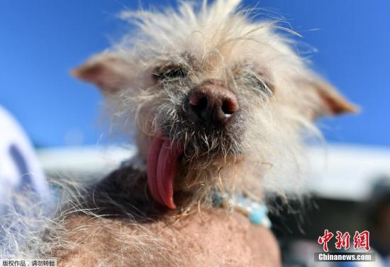 2016年的最丑狗狗大赛，一条冠毛犬夺冠。 主办方表示，希望通过大赛传递这样的信息：狗狗也许不完美或者有缺陷，但它们都是可爱的，应该被人们接受。