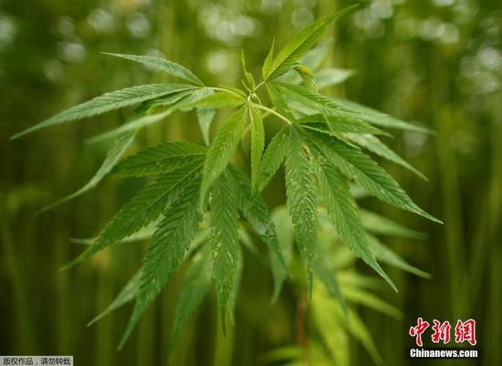 大麻是世界最早裁培利用的纤维之一，产于亚洲，古代中国。中亚细亚，喜马拉雅山和西伯利亚均被利用生产。