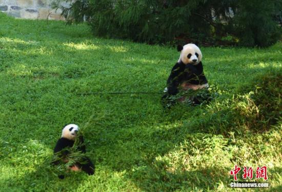 当地时间8月20日，中国驻美国大使馆与美国华盛顿国家动物园共同为该园大熊猫贝贝庆祝一周岁生日。雄性大熊猫贝贝出生于2015年8月22日，其父母是旅美大熊猫添添和美香。图为贝贝(左)与美香。<a target='_blank' href='http://www.chinanews.com/'>中新社</a>记者 刁海洋 摄