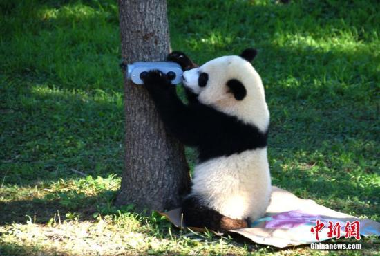 资料图：当地时间2016年8月20日，中国驻美国大使馆与美国华盛顿国家动物园共同为该园大熊猫贝贝庆祝一周岁生日。雄性大熊猫贝贝出生于2015年8月22日，其父母是旅美大熊猫添添和美香。<a target='_blank' href='http://www.chinanews.com/'>中新社</a>记者 刁海洋 摄