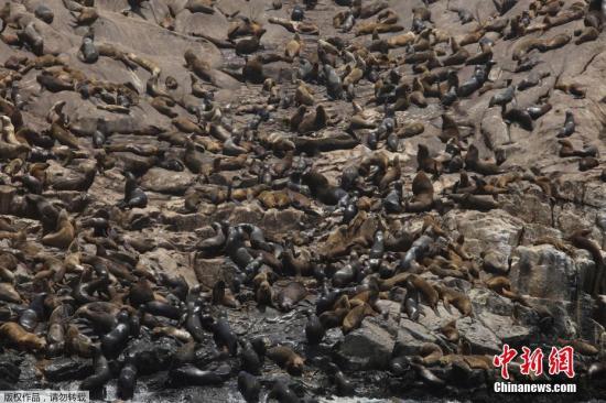 俄贝加尔湖沿岸发现130多只海豹尸体 死因不明