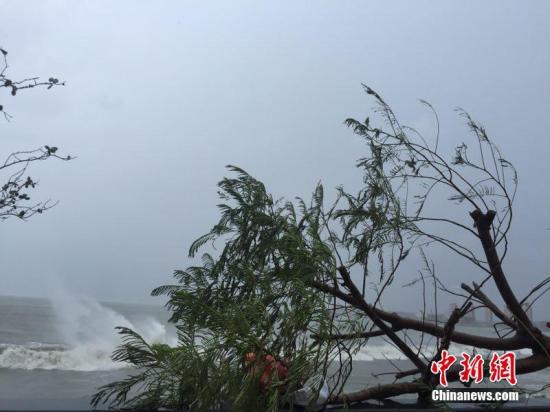 图为惠州大亚湾石化区海边的树木被大风刮断。宋秀杰 摄