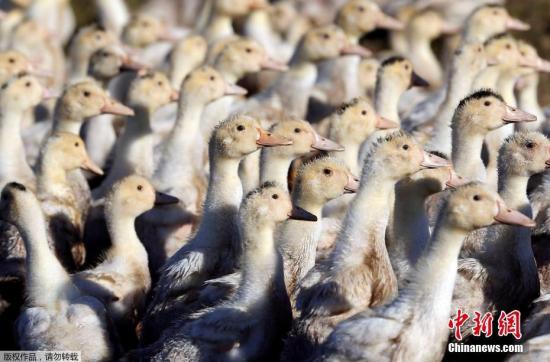当地时间2017年1月7日，法国西南部布尔里奥贝尔贡克，当地农场的家禽。法国西南部近期遭遇新一波H5N8禽流感的袭击，政府决定从5日起对出现H5N8禽流感的西南地区养殖的上百万只鸭施行“安乐死”。根据法国官方公报颁布的政令，在西南地区四省150个市镇实施大规模预防性宰鸭行动。