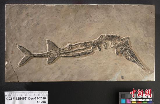 英国男子海滩遛狗遇见惊喜 疑为6500万年前鱼龙化石