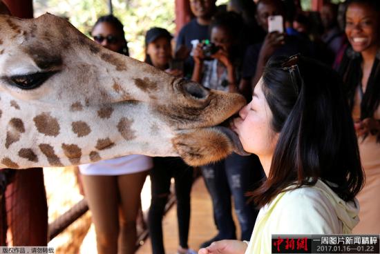 资料图：当地时间1月15日，肯尼亚内罗毕的一个动物园内，游客用嘴喂食长颈鹿，人与动物亲密接触，其乐融融。